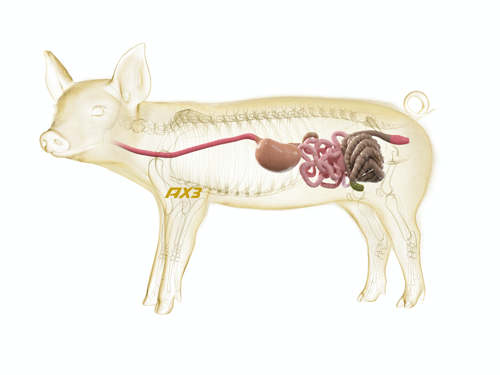 Triplea Gris 2021[1] PNG