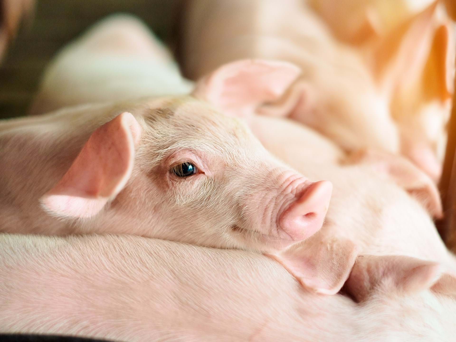 Image Piglets