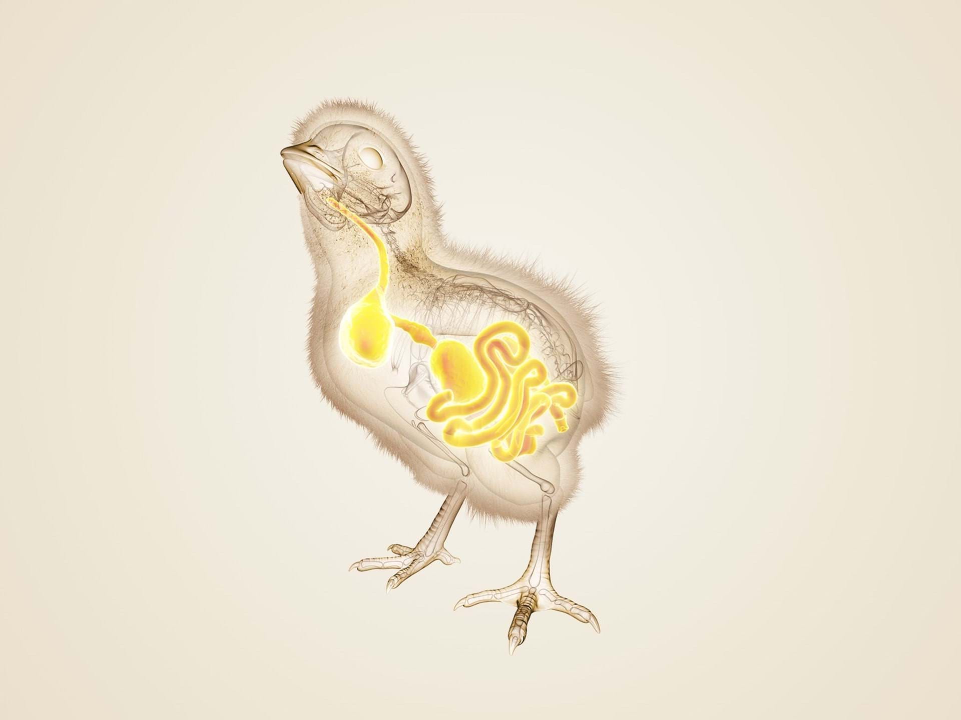 Chicken Slider Image