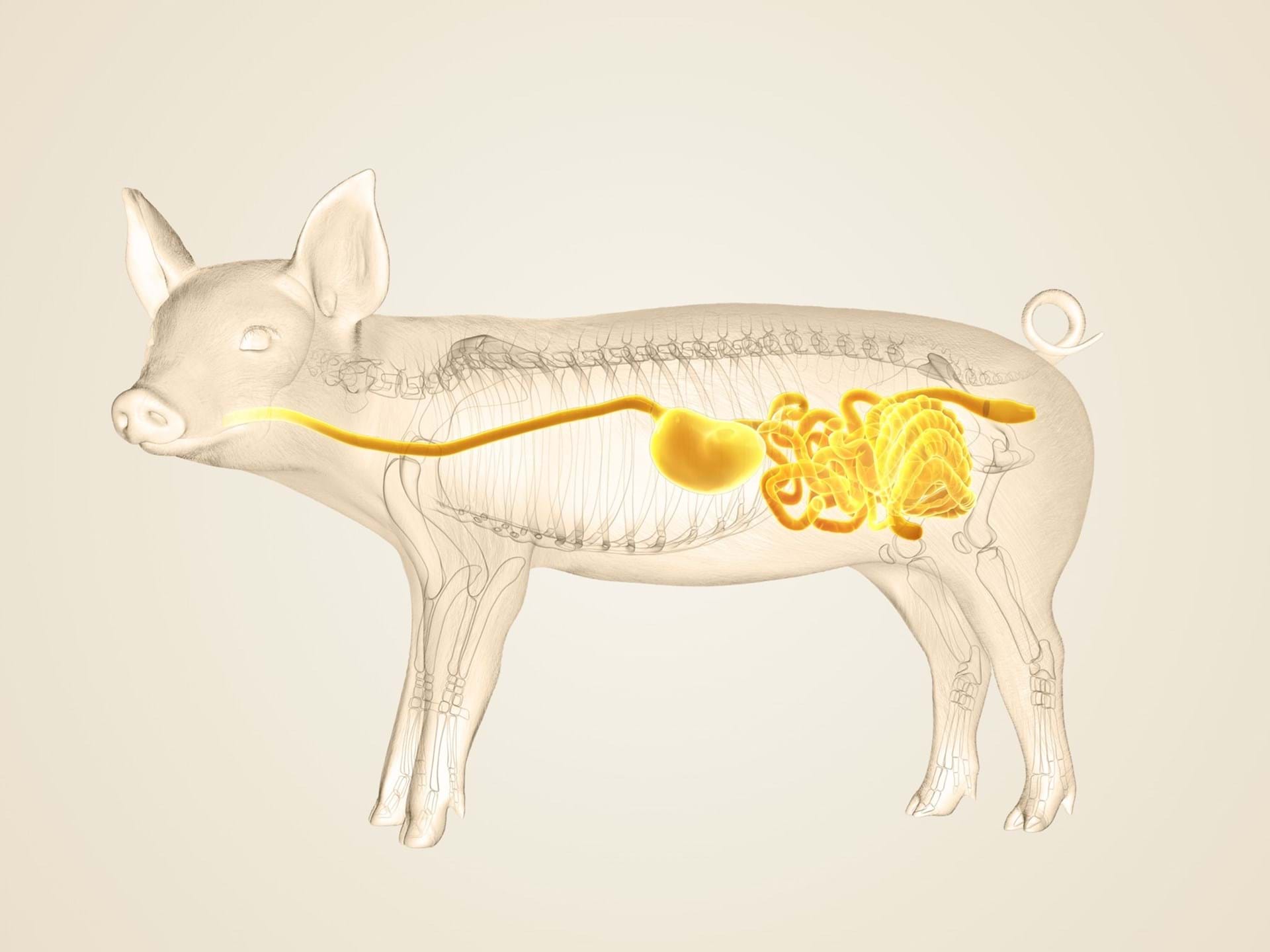 Piglet Slider Image