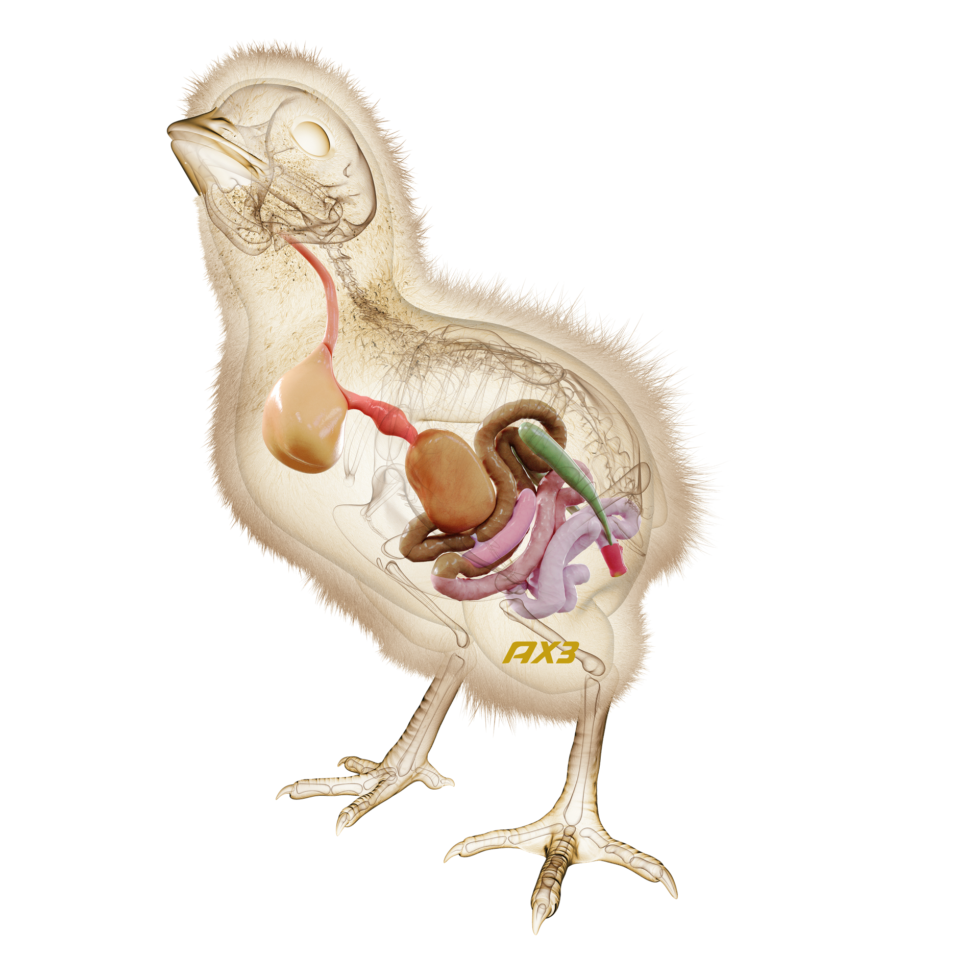 Lm Chicken Anatomy Ax3, Kopi 3